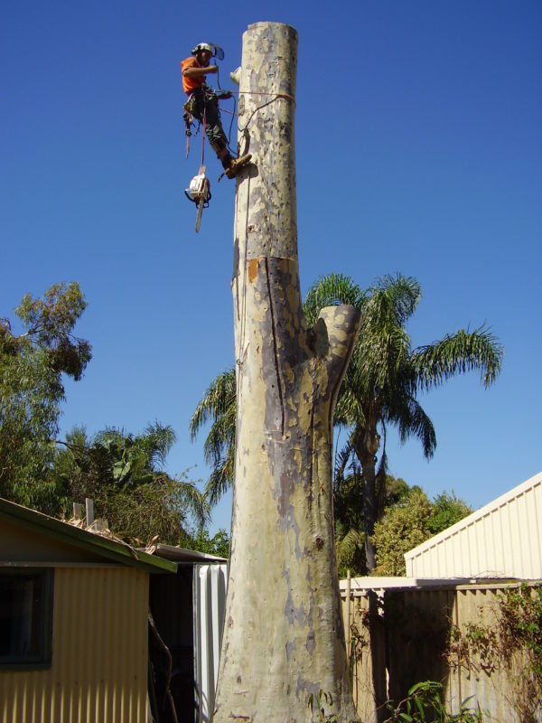 services tree removal