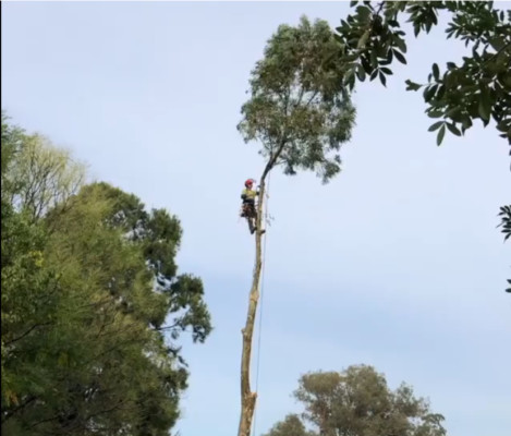 Tree Removal in Perth Hills