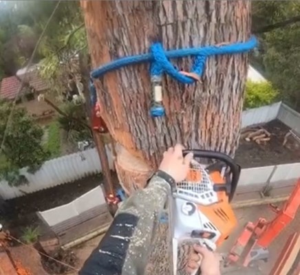 Tree Lopping from a height