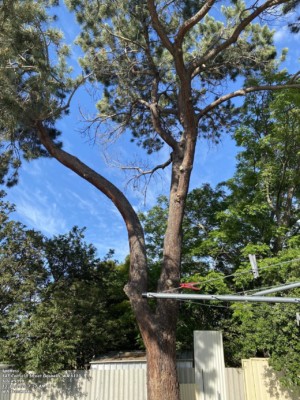 Gosnells Dangerous Tree requires lopping